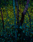 Light Show