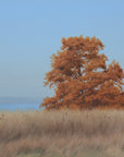 Autumn Oak