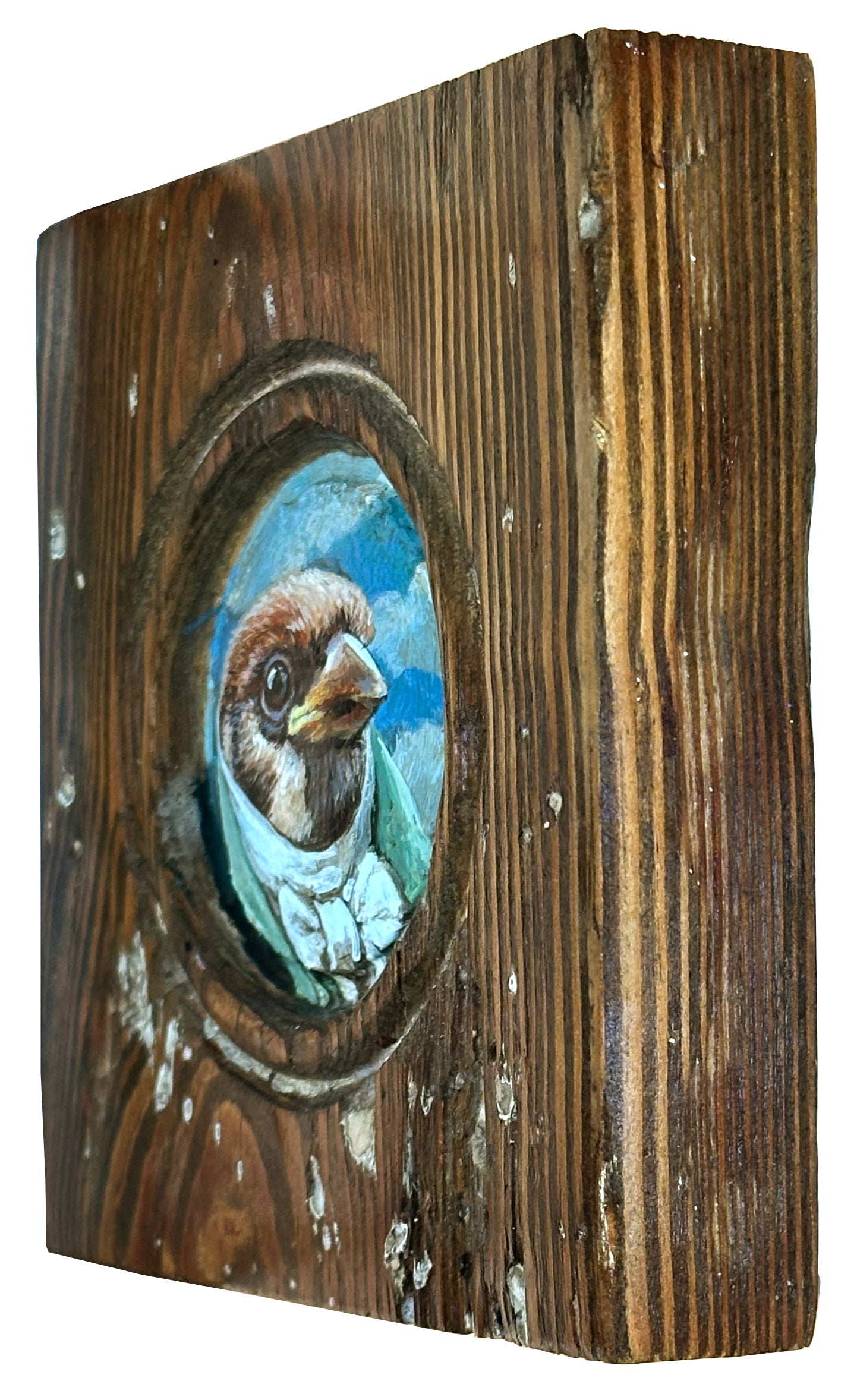 Mr. Eurasian Tree Sparrow