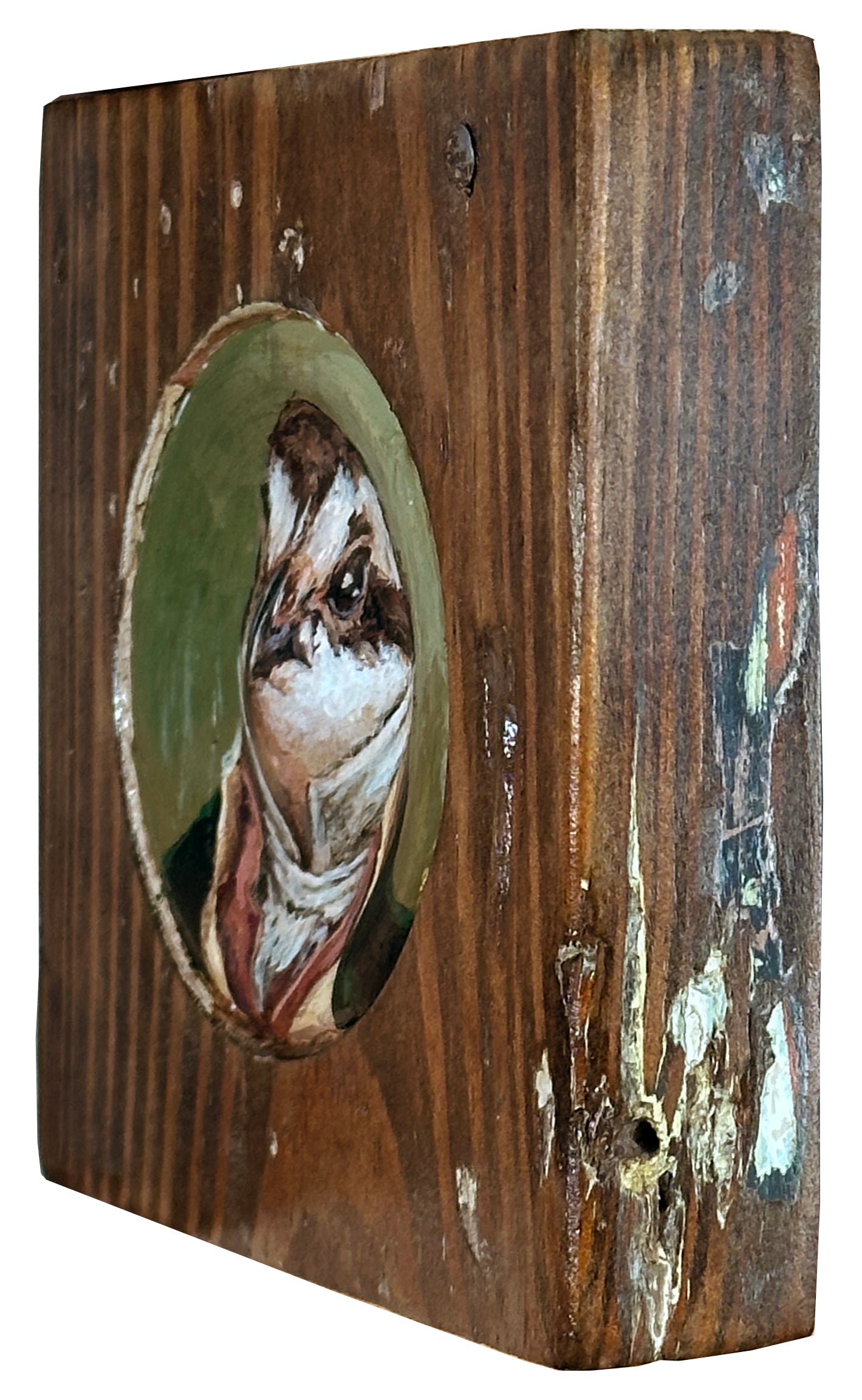 Mr. Northern Bobwhite