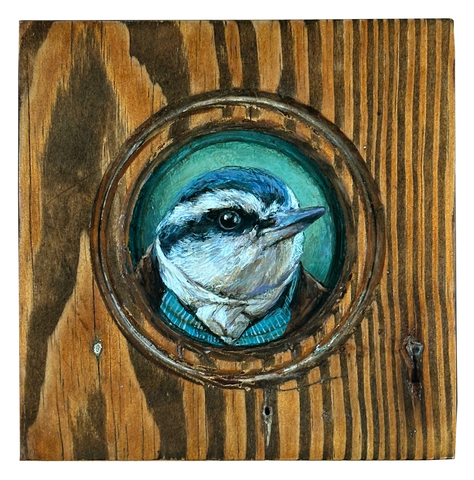 Mr. Red-Breasted Nut Hatch