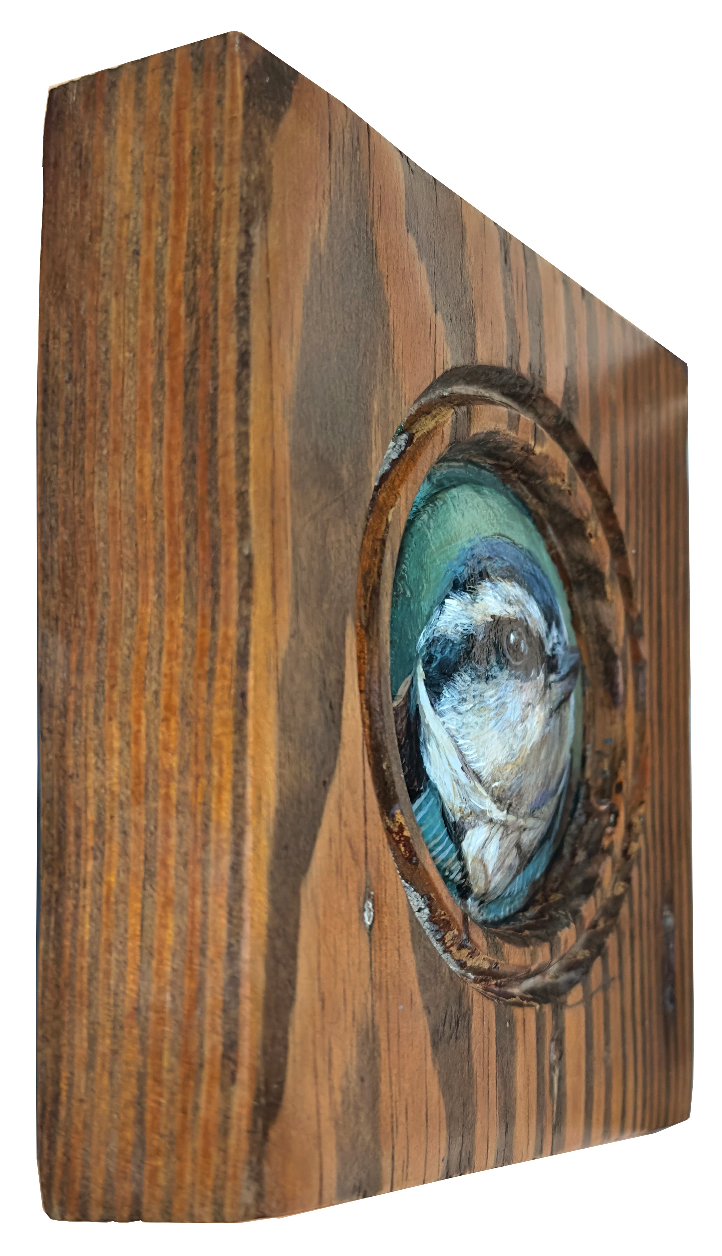 Mr. Red-Breasted Nut Hatch