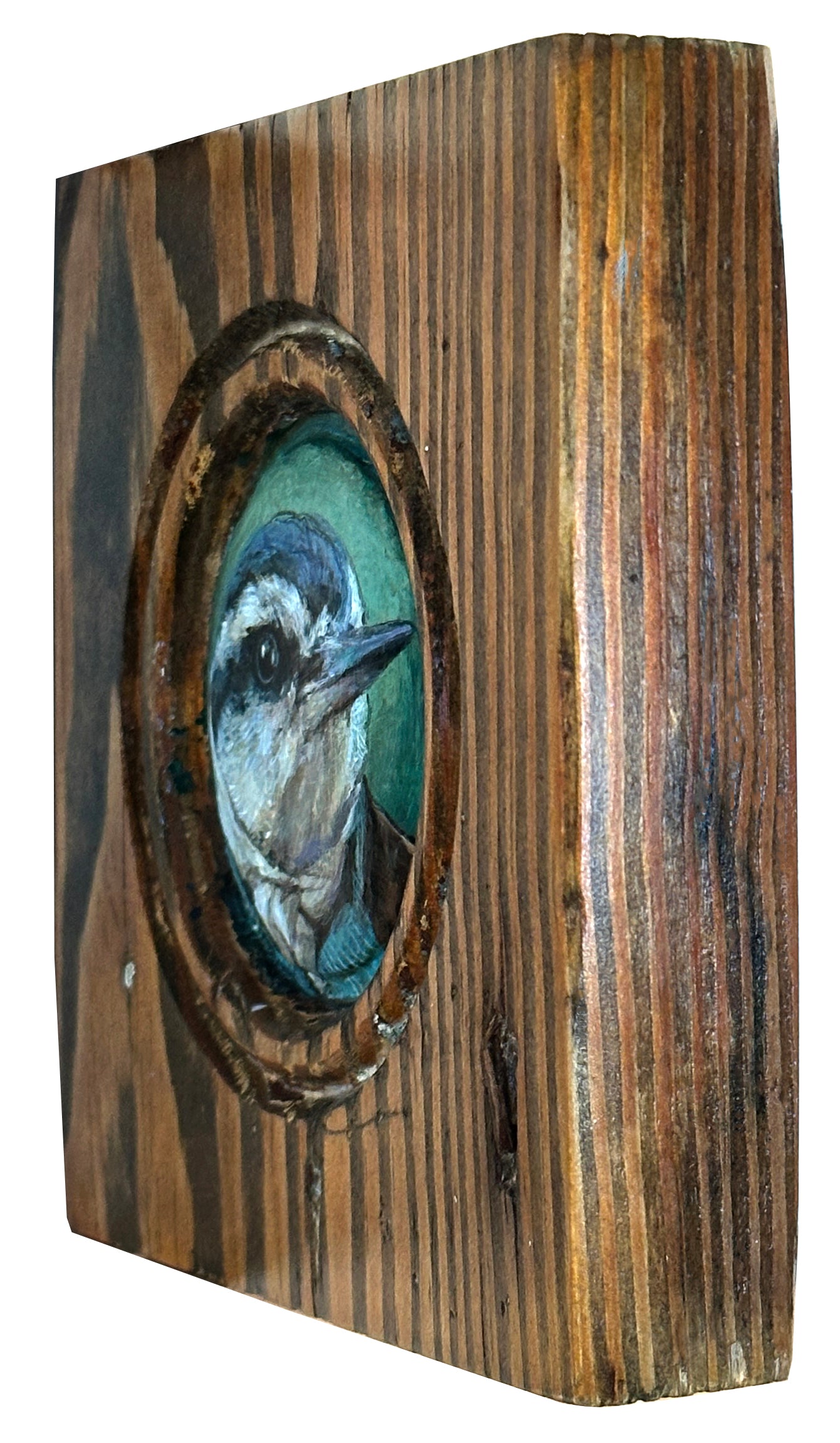 Mr. Red-Breasted Nut Hatch