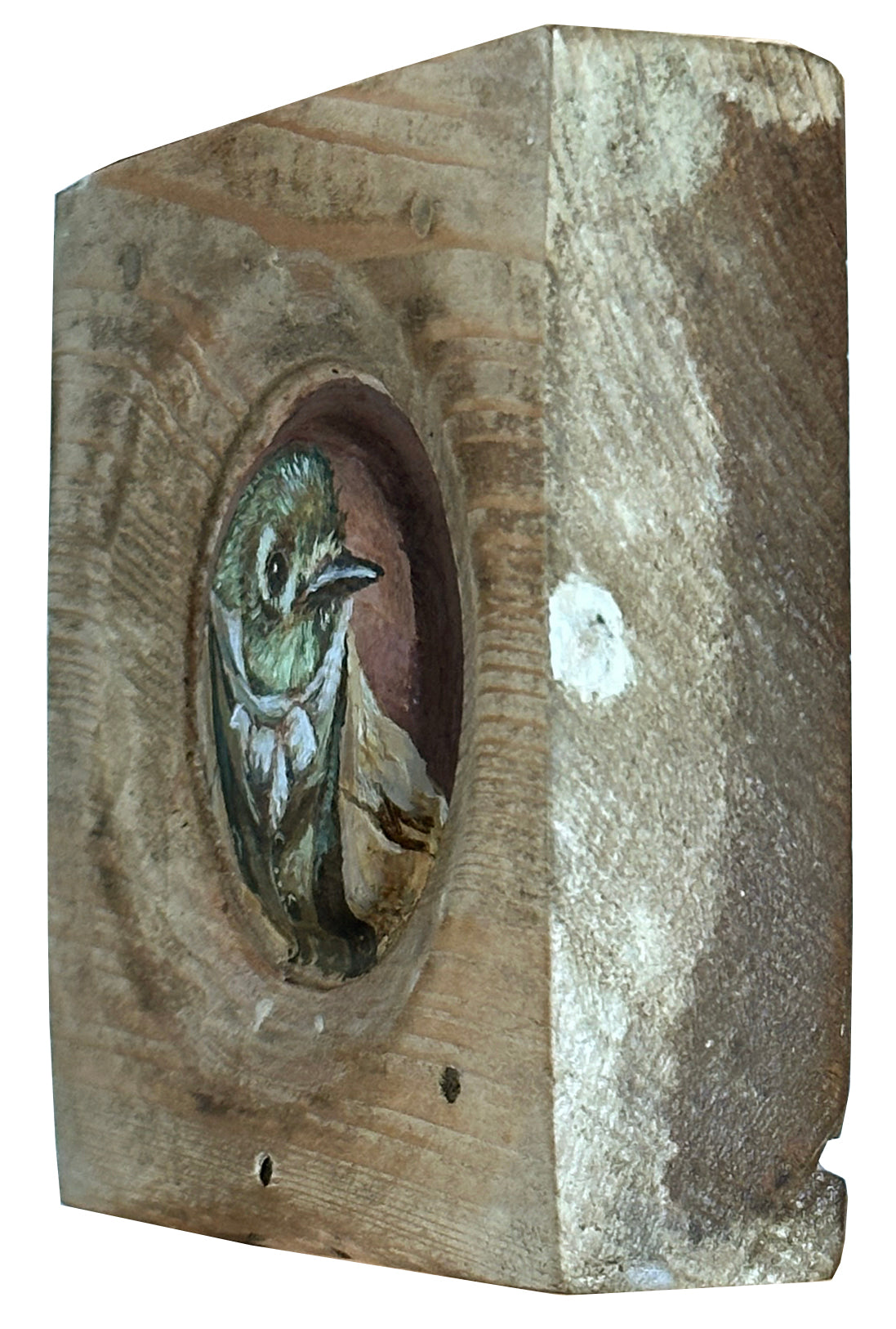 Mr. Ruby Crowned Kinglet