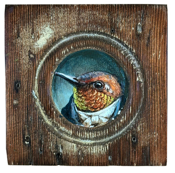 Mr. Rufous Hummingbird