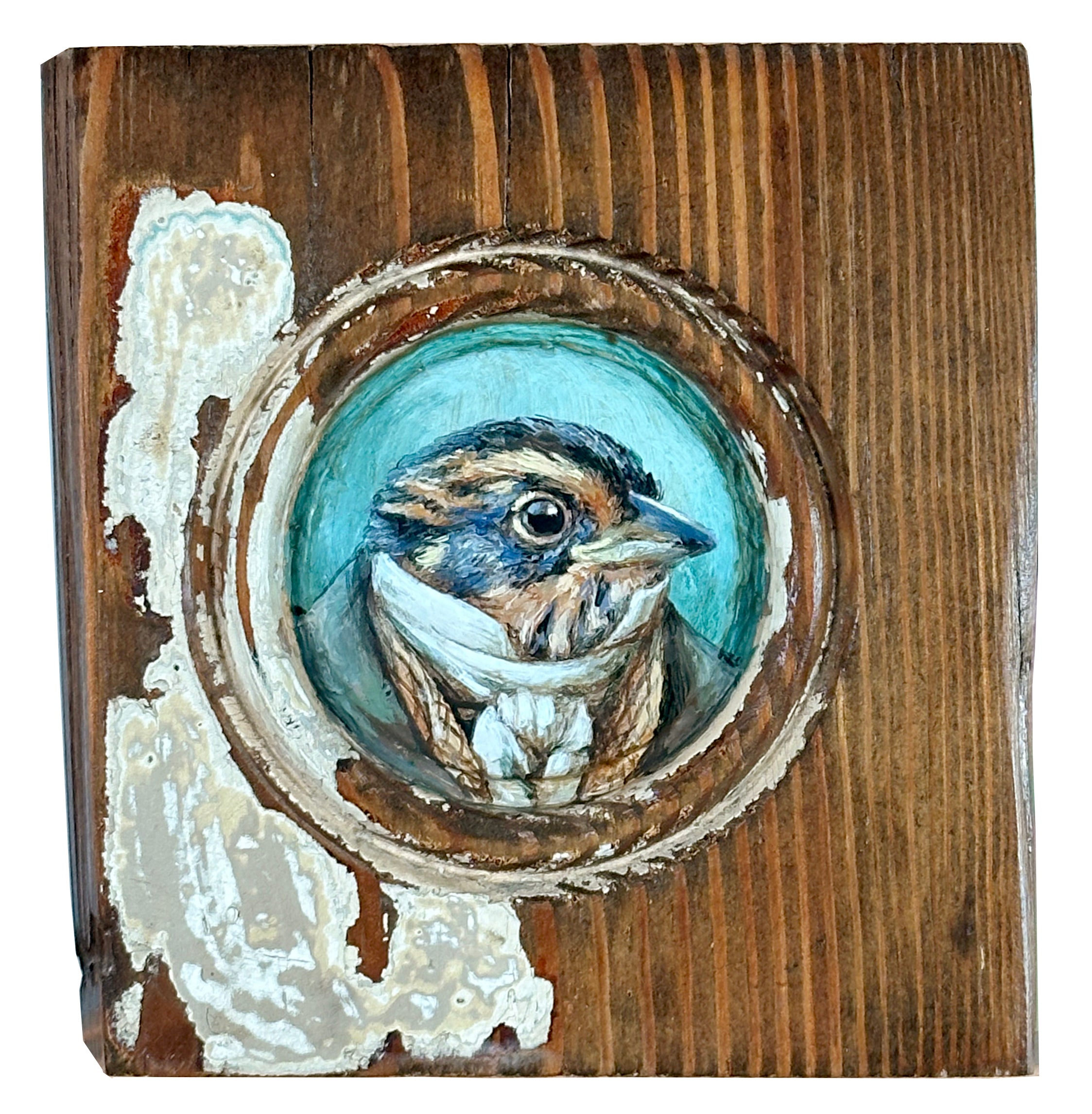 Mr. Saltmarsh Sparrow