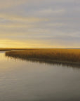 Golden Morning Study