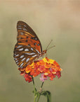 Gulf Fritillary