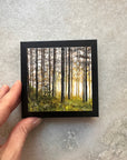 Tiny Window, Infinite Wild 3