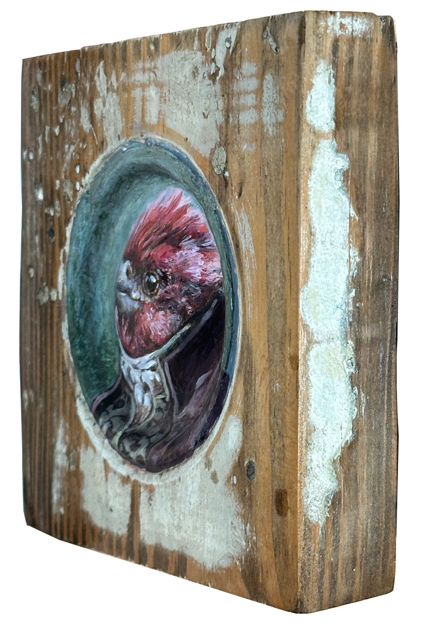 Mr. Purple Finch