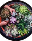 Succulent Garden II