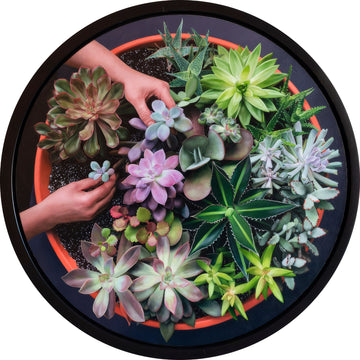 Succulent Garden II