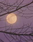 Through the Branches
