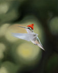 Boho Hummingbird