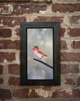 Boho Finch