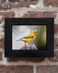 Good Vibes Goldfinch