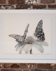 Fritillaries
