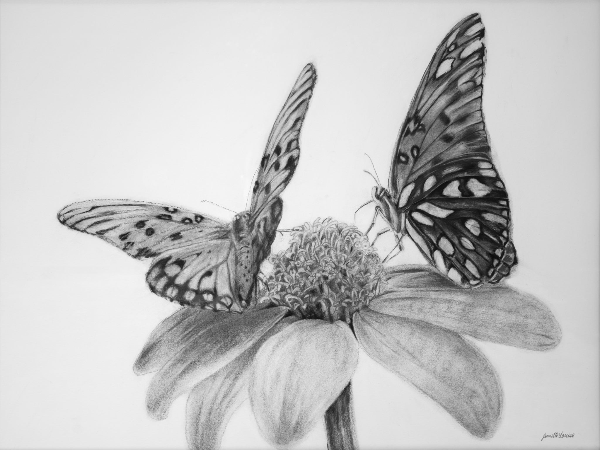 Fritillaries