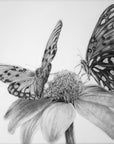 Fritillaries