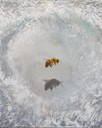 Just Bee