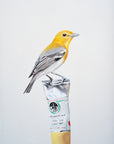 Backyard Color Study (yellow throated vireo)