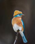 Boho Bluebird