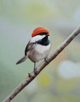 Boho Chickadee