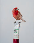 Backyard Color Study - House Finch