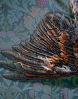 Varied Thrush