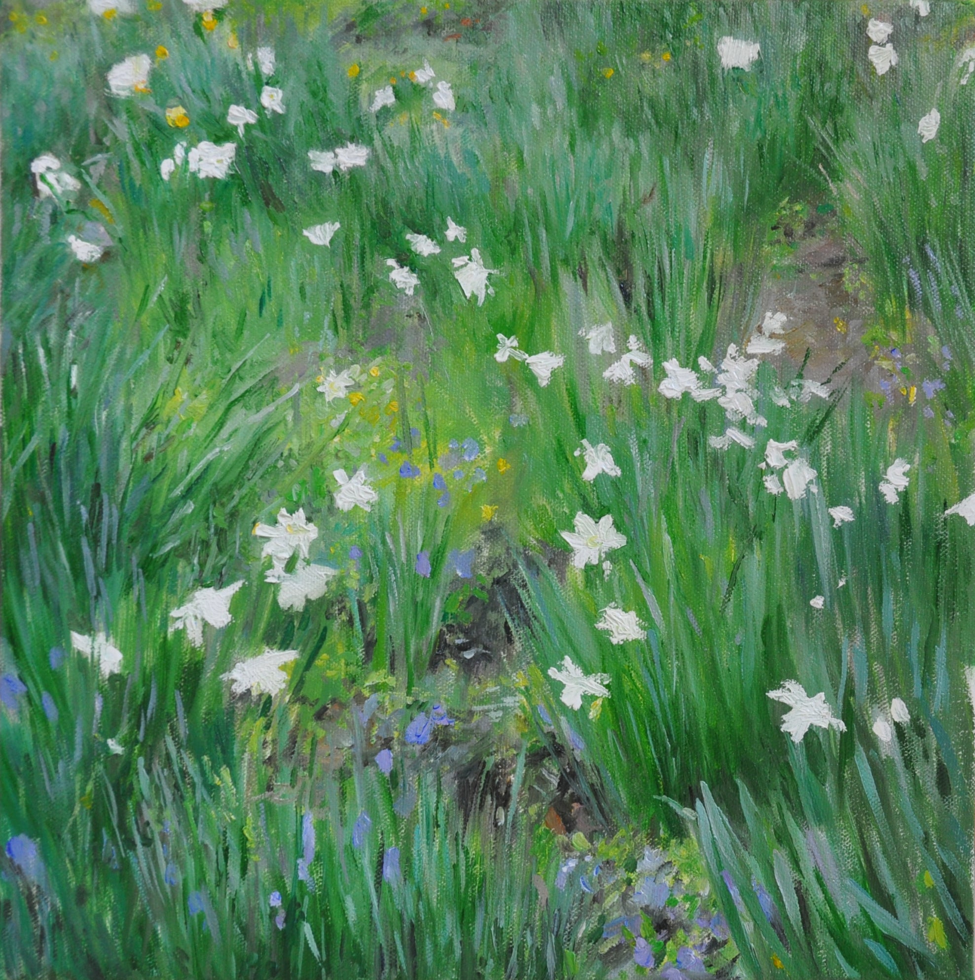 white Daffodils