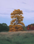 October Hickory
